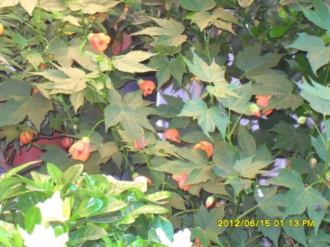 Name:  007.jpg
Views: 1227
Size:  64.2 KB