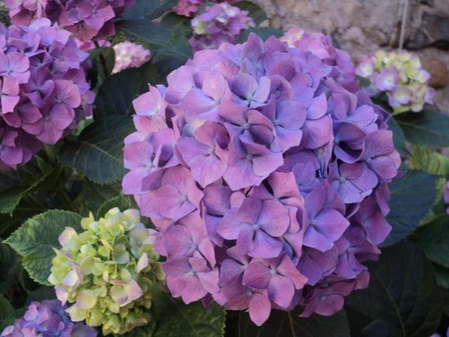 Name:  DSC03193.jpg
Views: 1602
Size:  48.3 KB