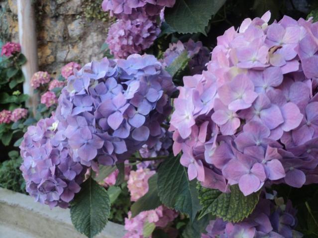 Name:  DSC03232.jpg
Views: 1619
Size:  51.6 KB