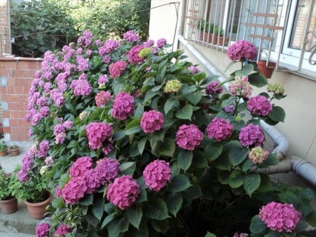Name:  DSC03299.jpg
Views: 2181
Size:  68.7 KB
