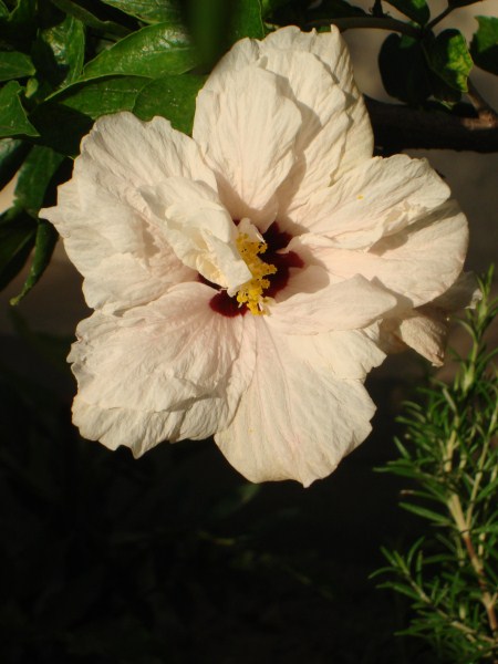 Name:  double flowering.jpg
Views: 2739
Size:  53.9 KB