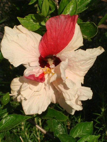 Name:  alacal.jpg
Views: 2765
Size:  67.6 KB