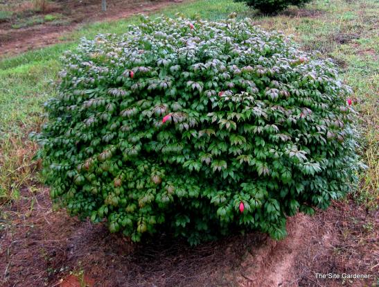 Name:  Euonymus_al_Little_Moses_-_5_spr_-_1 (1).jpg
Views: 4139
Size:  72.0 KB