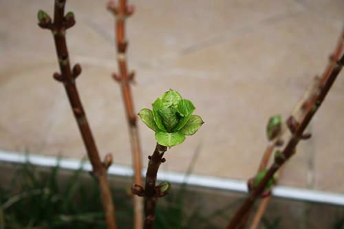 Name:  IMG_0148.JPG
Views: 5299
Size:  33.6 KB