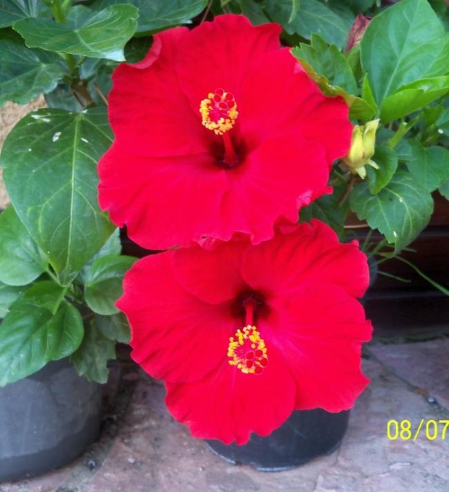Name:  100_8630.jpg
Views: 2258
Size:  49.8 KB