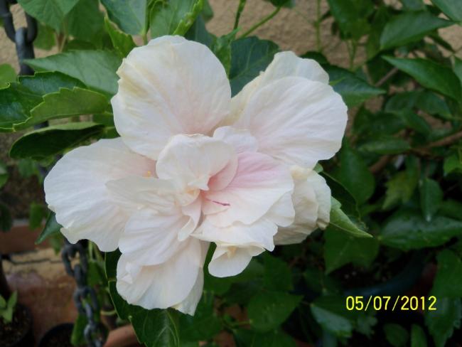 Name:  100_8117.jpg
Views: 2127
Size:  36.0 KB