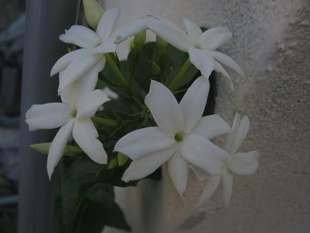 Name:  ful yasemin.JPG
Views: 983
Size:  29.2 KB