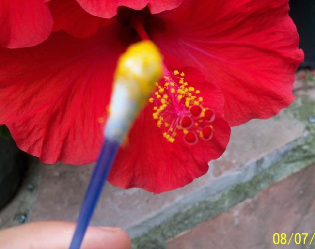 Name:  100_8688.jpg
Views: 2140
Size:  32.3 KB