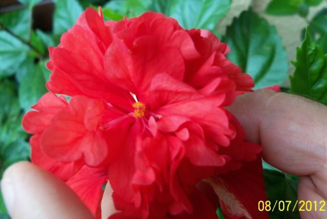 Name:  100_8708.jpg
Views: 2092
Size:  31.2 KB