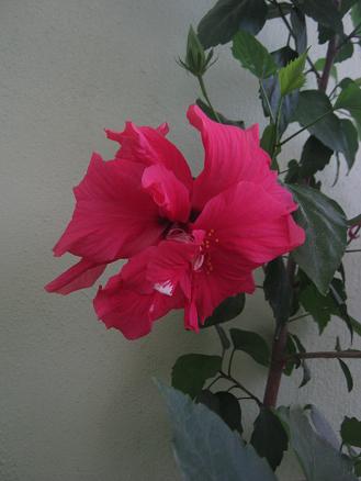 Name:  japon gl.JPG
Views: 6649
Size:  25.1 KB