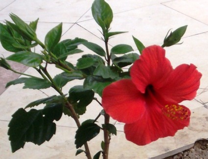 Name:  I0003170001.JPG
Views: 47152
Size:  47.5 KB
