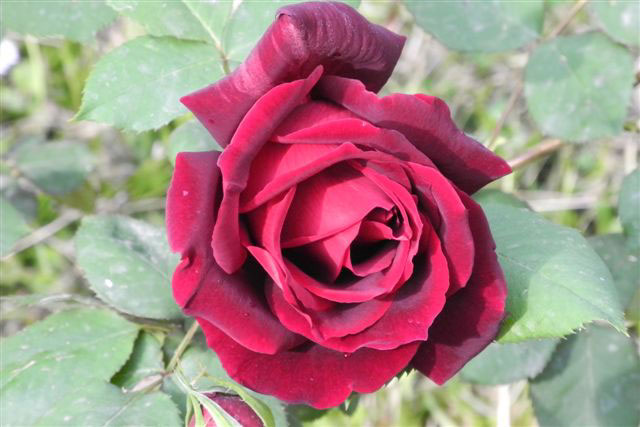 Name:  DSCN9847.jpg
Views: 1738
Size:  53.8 KB