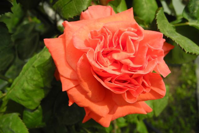 Name:  DSCN9877.jpg
Views: 2051
Size:  48.3 KB