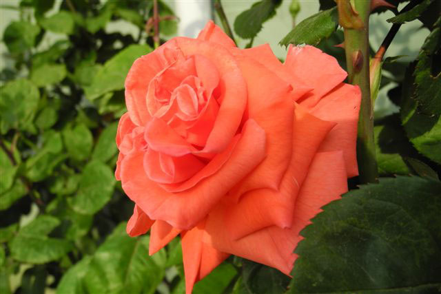 Name:  DSCN9878.jpg
Views: 1720
Size:  49.6 KB