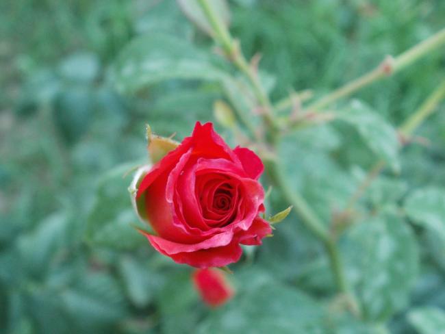 Name:  P1010362.jpg
Views: 2011
Size:  27.8 KB