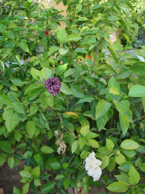 Name:  H. rosa chinensis.jpg
Views: 2311
Size:  70.3 KB