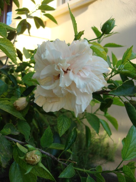 Name:  cream.jpg
Views: 2249
Size:  63.7 KB