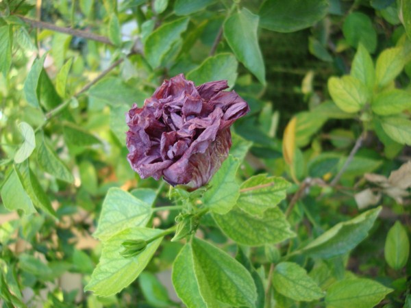 Name:  purple.jpg
Views: 2273
Size:  64.8 KB