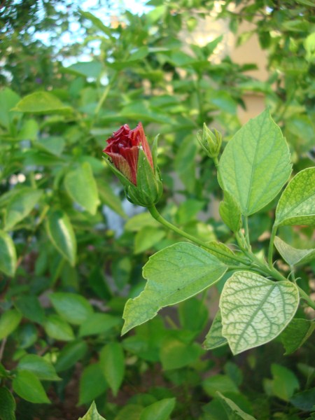 Name:  red.jpg
Views: 2193
Size:  64.8 KB