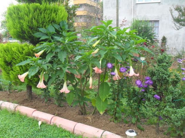 Name:  023.jpg
Views: 1328
Size:  70.7 KB