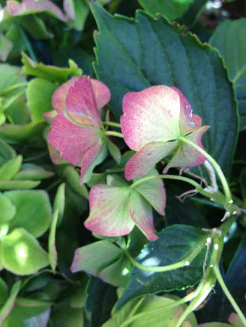 Name:  2012-09-06 09.47.56.jpg
Views: 1322
Size:  24.5 KB