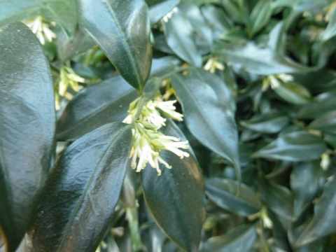 Name:  Bahe 13 ubat 2011 007.JPG
Views: 7937
Size:  35.8 KB