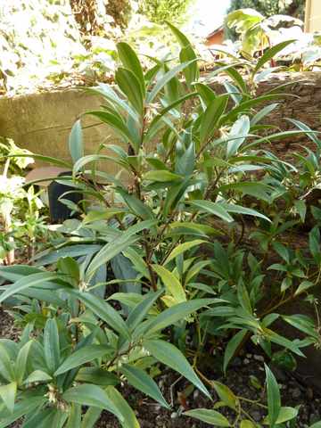 Name:  Bahe 13 ubat 2011 003.JPG
Views: 7985
Size:  45.5 KB