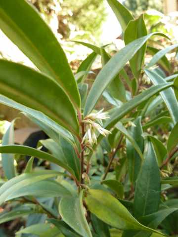 Name:  Bahe 13 ubat 2011 004.JPG
Views: 7967
Size:  32.8 KB