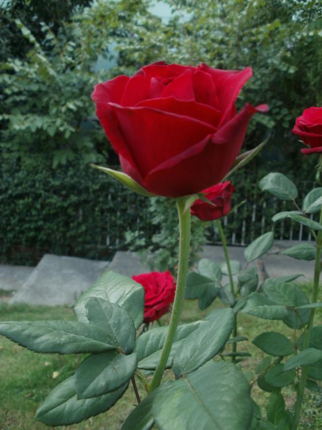 Name:  P9160114.jpg
Views: 1852
Size:  69.7 KB