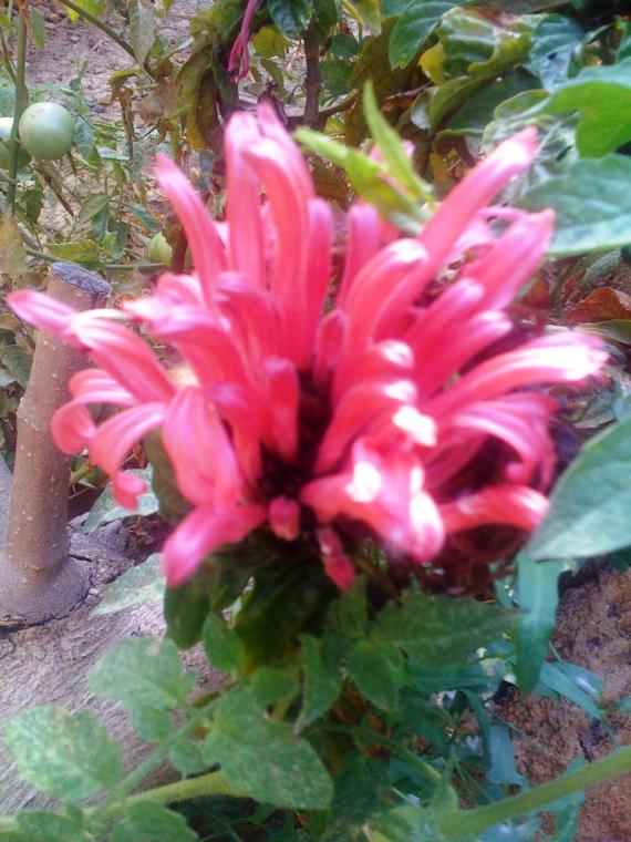Name:  IMG_0013.jpg
Views: 5017
Size:  73.2 KB