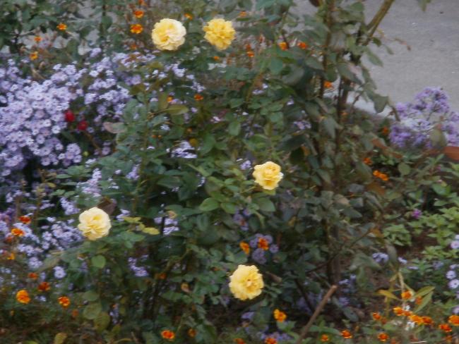 Name:  P9270188a.jpg
Views: 1420
Size:  57.3 KB