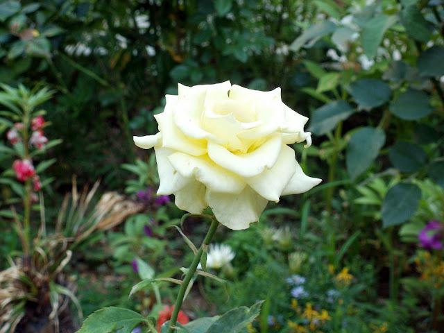 Name:  P7040182a.JPG
Views: 1362
Size:  52.5 KB
