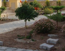 Name:  tecomaria.jpg
Views: 2260
Size:  29.2 KB