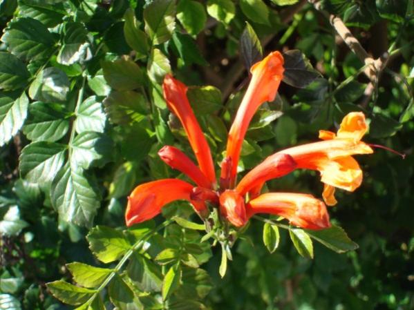 Name:  closeup.jpg
Views: 2373
Size:  49.7 KB
