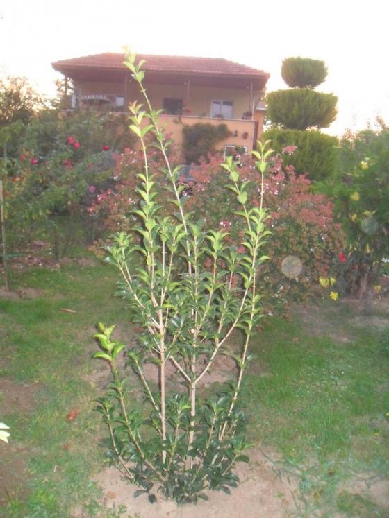 Name:  035.jpg
Views: 4670
Size:  67.6 KB