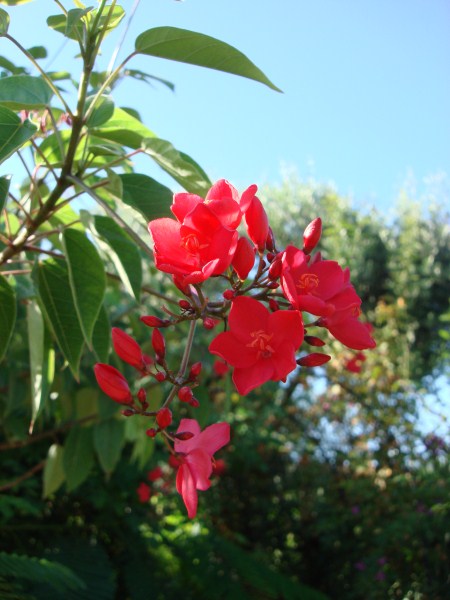 Name:  red flowers.jpg
Views: 2049
Size:  62.5 KB