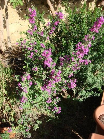 Name:  Texas sage.jpg
Views: 1530
Size:  68.7 KB