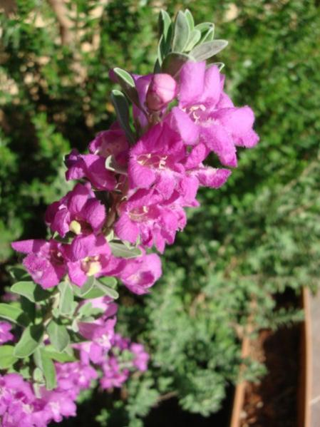 Name:  Leucophyllum frutescens.jpg
Views: 1285
Size:  45.7 KB