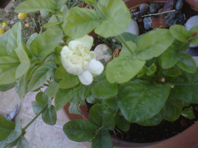 Name:  010.jpg
Views: 1760
Size:  56.6 KB