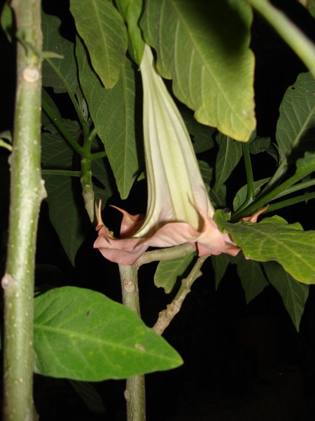 Name:  Brugmansia.jpg
Views: 1136
Size:  55.2 KB
