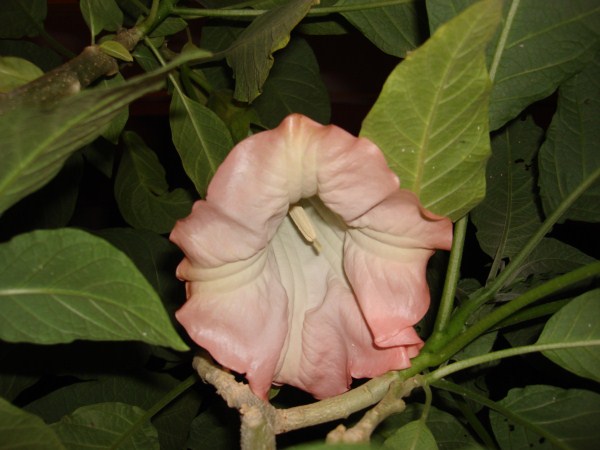 Name:  pink.jpg
Views: 1058
Size:  54.3 KB