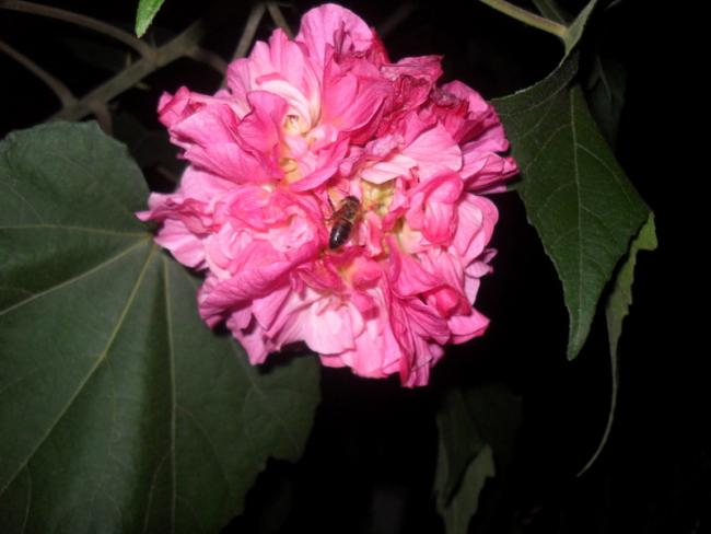 Name:  079.jpg
Views: 6153
Size:  33.1 KB