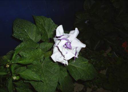 Name:  Datura.JPG
Views: 1533
Size:  23.7 KB