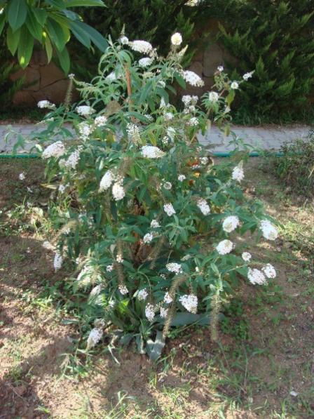 Name:  Buddleja.jpg
Views: 2200
Size:  66.3 KB