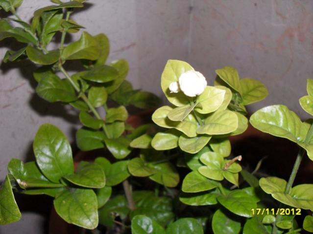 Name:  012.jpg
Views: 1651
Size:  38.5 KB