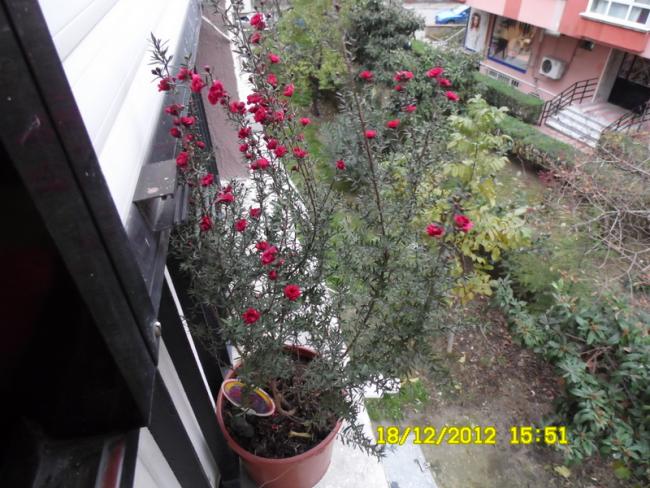 Name:  091.jpg
Views: 1845
Size:  64.0 KB