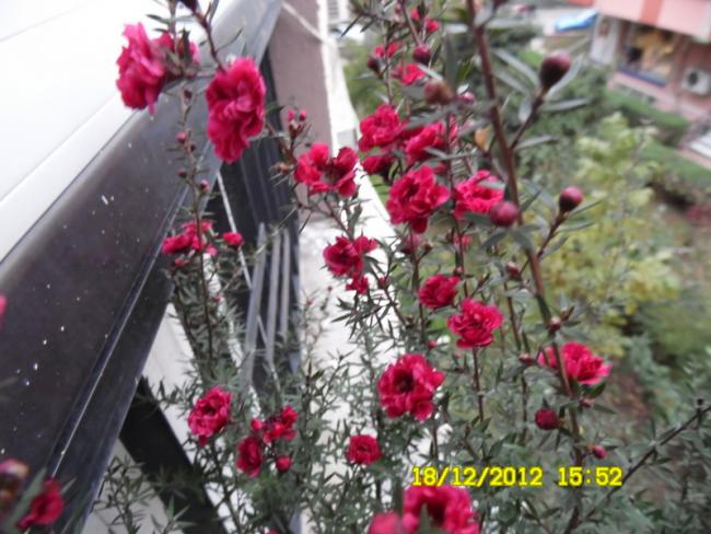 Name:  097.jpg
Views: 1831
Size:  54.9 KB