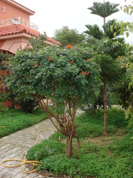 Name:  Tecomaria capensis.jpg
Views: 2262
Size:  60.2 KB