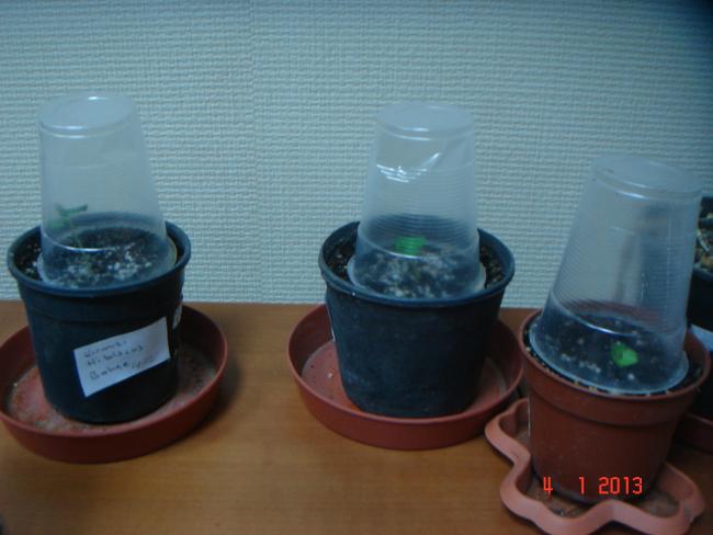 Name:  DSC01998.jpg
Views: 1722
Size:  35.6 KB