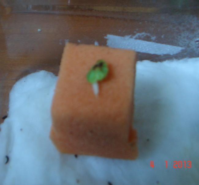 Name:  DSC020201.jpg
Views: 1677
Size:  24.0 KB